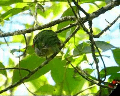 Golden-breasted Fruiteater - ML201977961