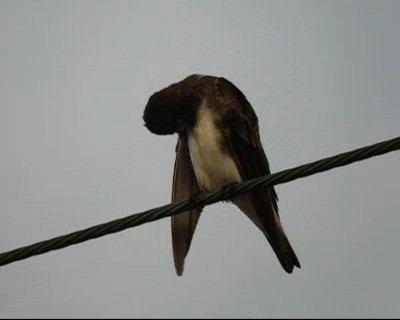 Brown-chested Martin (fusca) - ML201977991