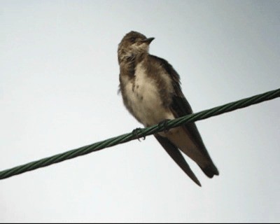 Brown-chested Martin (fusca) - ML201978001