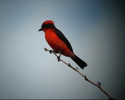 Vermilion Flycatcher - ML201978011