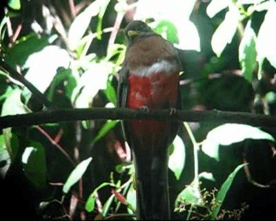 Collared Trogon (Collared) - ML201978021