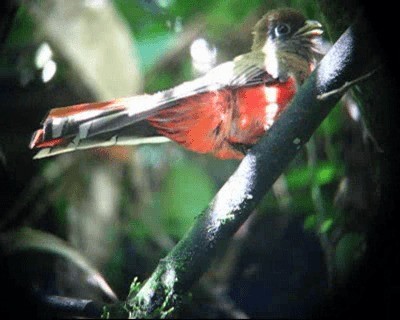 Trogon rosalba (groupe collaris) - ML201978031