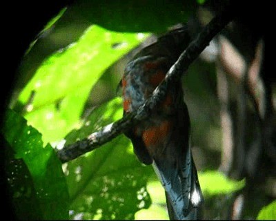 Trogon rosalba (groupe collaris) - ML201978041