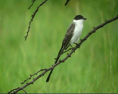 Fork-tailed Flycatcher - ML201978091