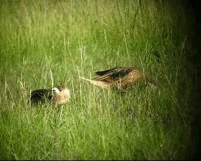 White-cheeked Pintail (White-cheeked) - ML201978101