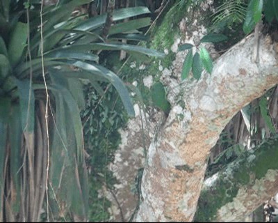 Groove-billed Toucanet (Groove-billed) - ML201978111