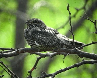 Lesser Nighthawk - ML201978141