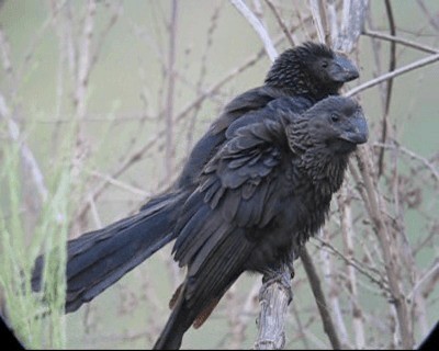 Smooth-billed Ani - ML201978191