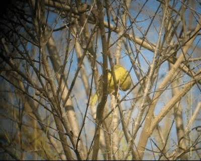 Masked Yellowthroat - ML201978241