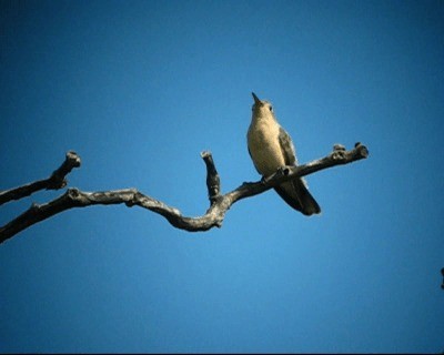 Buffy Hummingbird - ML201978251