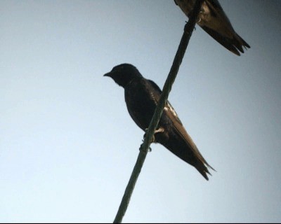 Golondrina Purpúrea - ML201978271