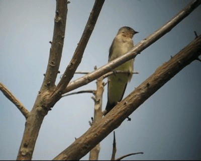 Southern Rough-winged Swallow - ML201978301