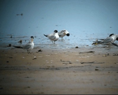 Yellow-billed Tern - ML201978311