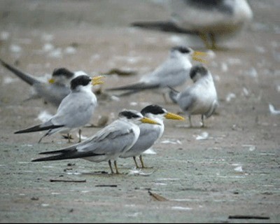 Yellow-billed Tern - ML201978321