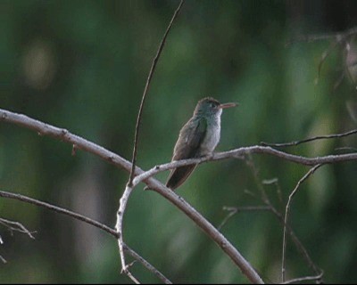 kolibřík pestrý [skupina versicolor] - ML201978381