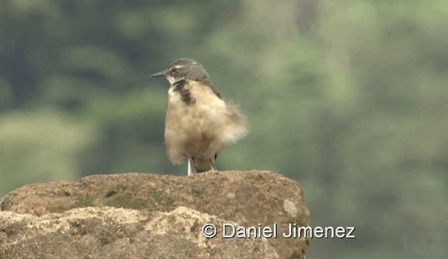 Cape Wagtail - ML201978391