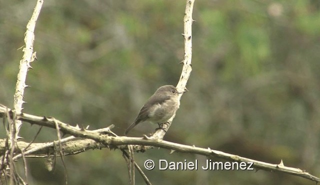 African Dusky Flycatcher - ML201978431