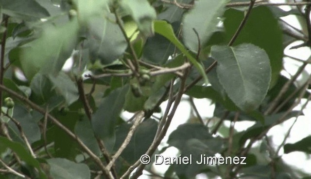 Plain Greenbul (curvirostris) - ML201978451