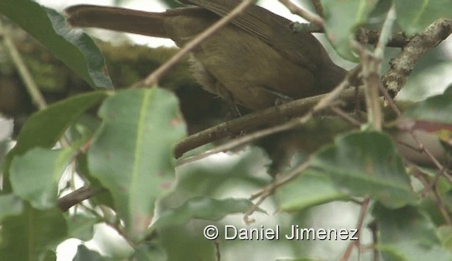 Plain Greenbul (curvirostris) - ML201978461