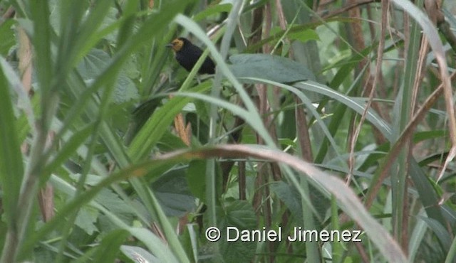 Black-billed Weaver (Eastern) - ML201978551