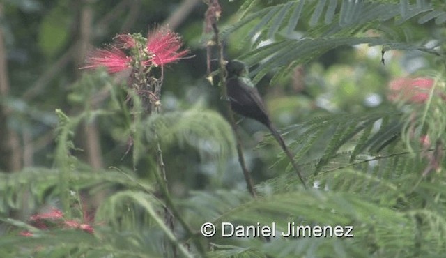 Нектарка бронзова - ML201978561