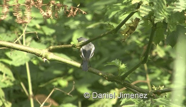 hvitvingepløsøye - ML201978591