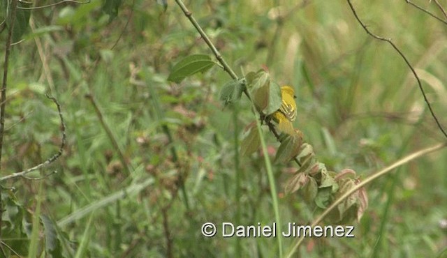 Holub's Golden-Weaver - ML201978741