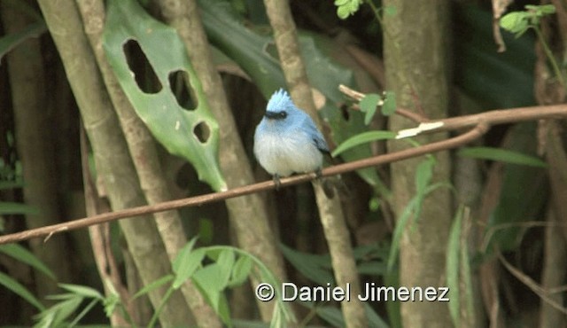 White-tailed Blue Flycatcher - ML201978751