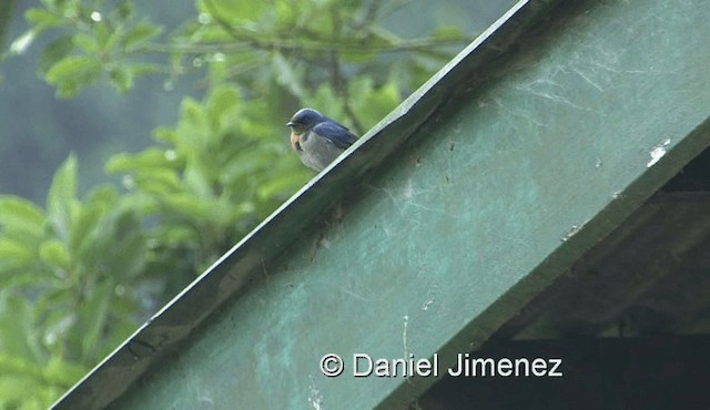 Golondrina Angoleña - ML201978791