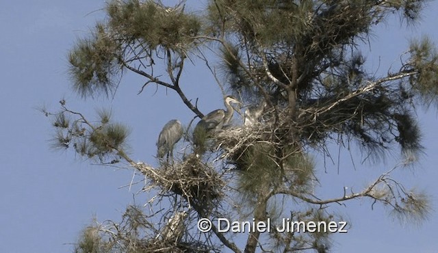 Black-headed Heron - ML201978811