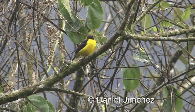 Brown-capped Weaver - ML201978841