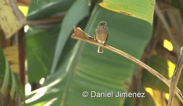 African Dusky Flycatcher - ML201978851