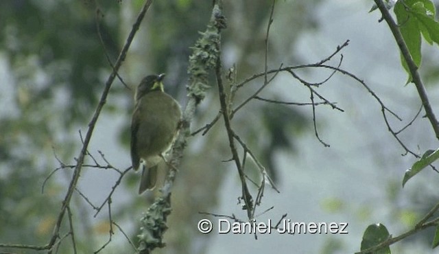 Yellow-whiskered Greenbul - ML201978901