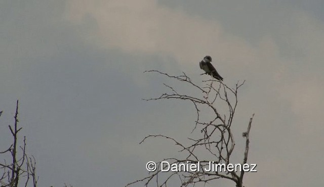 Banded Martin - ML201978911