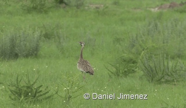 Black-bellied Bustard - ML201978921