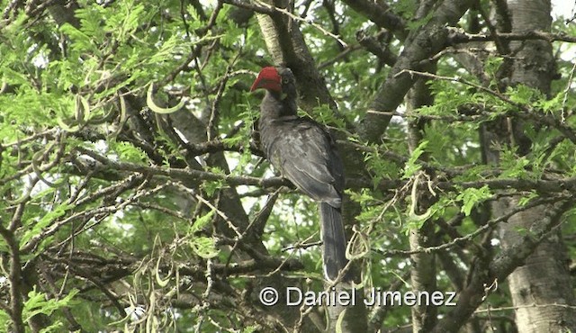 Crowned Hornbill - ML201978931