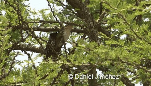 Dideric Cuckoo - ML201978941