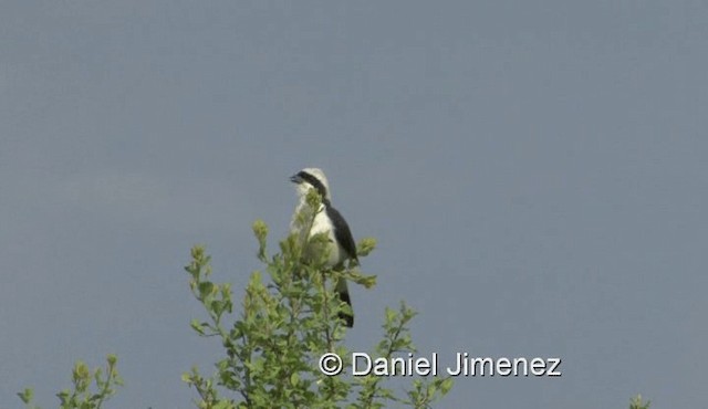 Gray-backed Fiscal - ML201978951