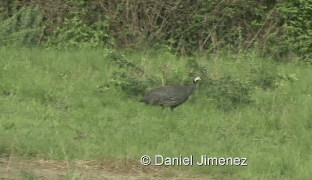 Helmeted Guineafowl (Helmeted) - ML201978961