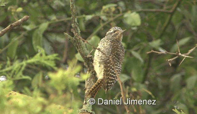 Nubian Woodpecker - ML201978971