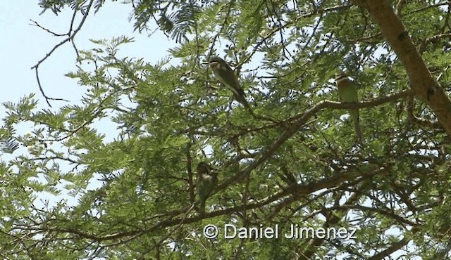 Madagascar Bee-eater - ML201978981