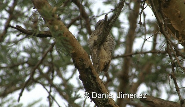 Nubian Woodpecker - ML201978991