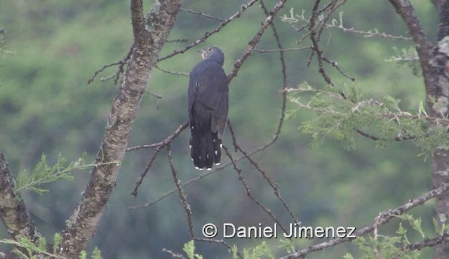 Red-chested Cuckoo - ML201979001