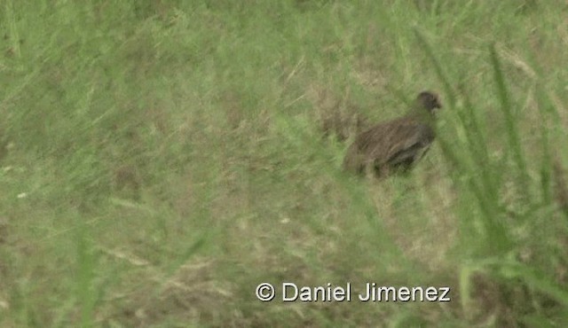 Red-necked Spurfowl (Cranch's) - ML201979011