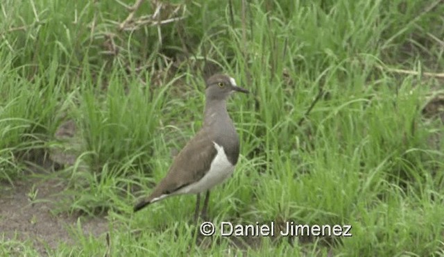 Senegal Lapwing - ML201979021