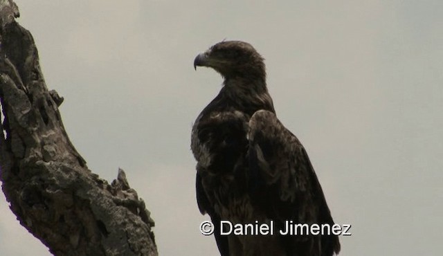 Tawny Eagle - ML201979031