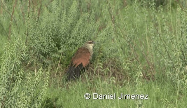 Coucal à sourcils blancs (superciliosus/loandae) - ML201979041