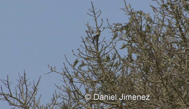 White-headed Barbet (White-headed) - ML201979051