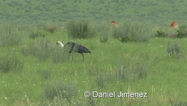 Cigüeña Lanuda Africana - ML201979061