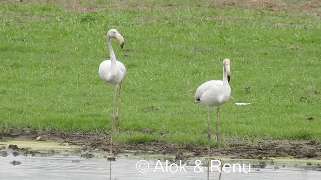 Greater Flamingo - ML201979111